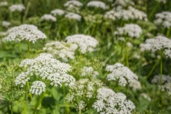 Kit De Culture - Bio - Cerfeuil Commun - 800 Graines - Anthriscus Cerefolium -Atmospheraes Store 640641c8a30cc8.62953997