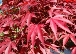 Kit De Culture - Erable Du Japon Pourpre - 20 Graines - Acer Palmatum Atropurpureum -Atmospheraes Store 640641d81e91c2.05775496