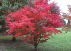 Kit De Culture - Erable Du Japon Pourpre - 20 Graines - Acer Palmatum Atropurpureum -Atmospheraes Store 640641d832b125.23226283