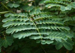 Kit De Culture - Orgueil De Chine - 10 Graines - Caesalpinia Pulcherrima -Atmospheraes Store 640641f12730a7.73038490