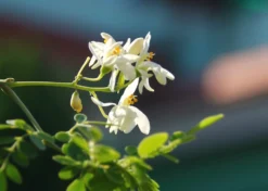 Kit De Culture - Moringa - 10 Graines - Moringa Oleifera 13 Kit De Culture - Moringa - 10 Graines - Moringa Oleifera -Atmospheraes Store 640641f4547a73.61153088