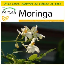 Kit De Culture - Moringa - 10 Graines - Moringa Oleifera