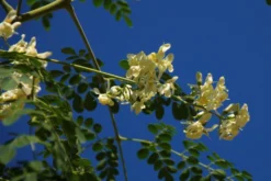 Kit De Culture - Moringa - 10 Graines - Moringa Oleifera 10 Kit De Culture - Moringa - 10 Graines - Moringa Oleifera -Atmospheraes Store 640641f45e0099.40617785