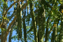 Kit De Culture - Moringa - 10 Graines - Moringa Oleifera 11 Kit De Culture - Moringa - 10 Graines - Moringa Oleifera -Atmospheraes Store 640641f462d1b0.92586215