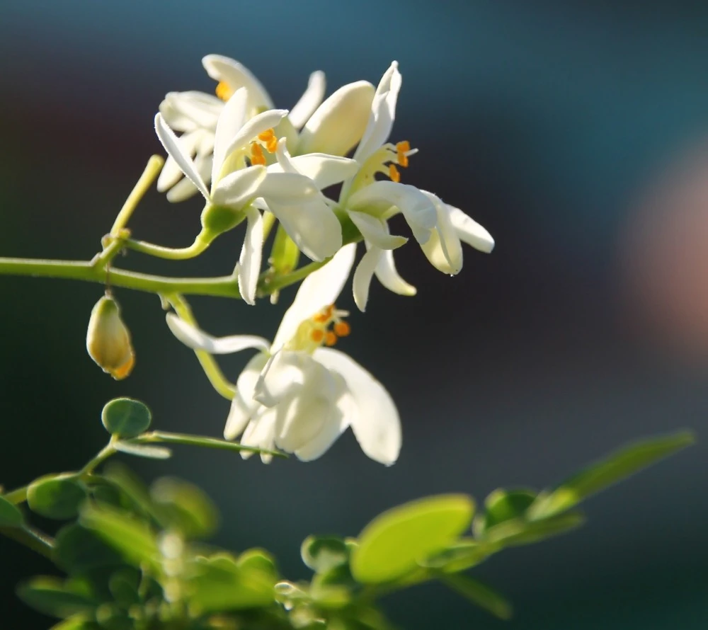 Kit De Culture - Moringa - 10 Graines - Moringa Oleifera 6 Kit De Culture - Moringa - 10 Graines - Moringa Oleifera – Image 6