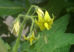 Kit De Culture - Tomate San Marzano - 10 Graines - Lycopersicon Esculentum -Atmospheraes Store 640641fa29a824.71109885