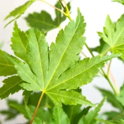 Acer Palmatum 'going Green' - érable Du Japon - Arbuste - Rustique – ⌀10,5 Cm - ↕25-30 Cm -Atmospheraes Store 640b7579d22548.51765392