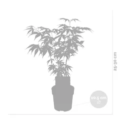 Acer Palmatum 'butterfly' – érable Du Japon – Arbuste – Rustique – ⌀10,5 Cm - ↕25-30 Cm -Atmospheraes Store 640b7584331f62.30491547