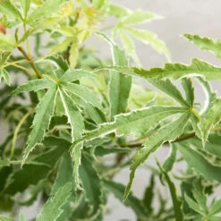 Acer Palmatum 'butterfly' – érable Du Japon – Arbuste – Rustique – ⌀10,5 Cm - ↕25-30 Cm -Atmospheraes Store 640b75843c0702.39679487