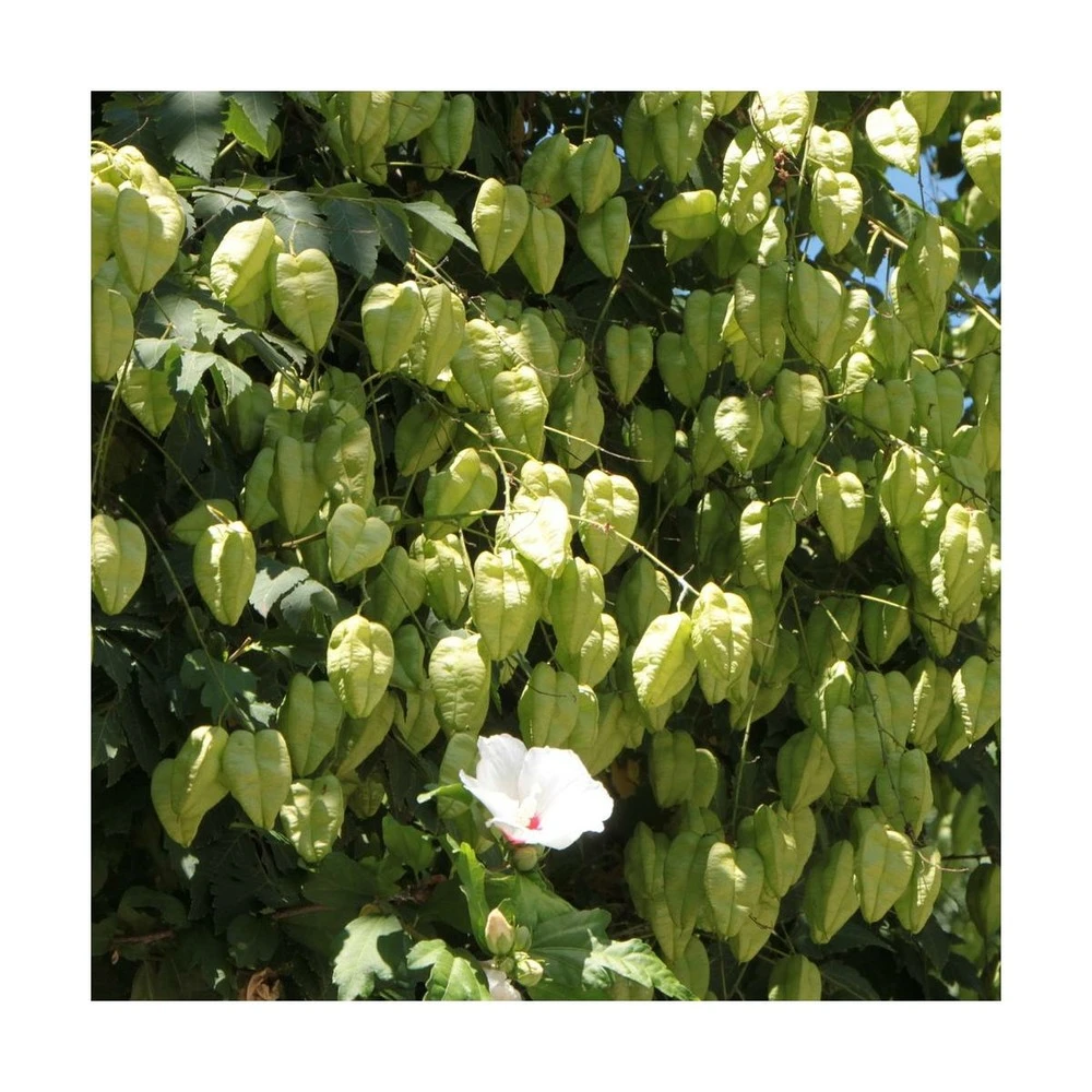 Savonnier Paniculata/pot De 10l - 125/150 Cm 2 Savonnier Paniculata/pot De 10l - 125/150 Cm – Image 2