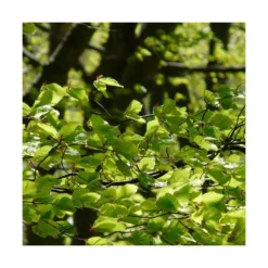 Hêtre Commun Sylvatica/pot De 7,5l - 60/80 Cm -Atmospheraes Store 6411c521126554.18080660