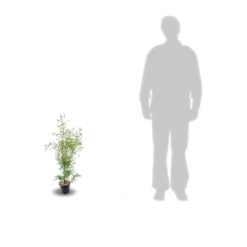 Eucalyptus Gunni France Bleu® 'rengun'/pot De 7,5l - 40/60 Cm -Atmospheraes Store 6411c525840195.31640674