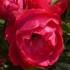 Rosier Miniature 'fêtes Des Mères' -