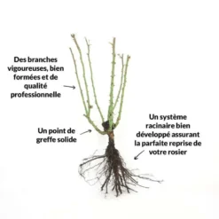 Rosier 'diorama' - -Atmospheraes Store 6419b64b16ab27.97474187