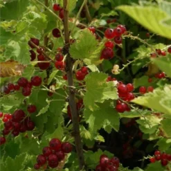 Groseillier à Grappes 'jonkheer Van Tets' - Ribes Rubrum 3l -Atmospheraes Store 6420e0a3c22e78.57373624