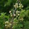 Groseillier à Grappes 'versaillaise Blanche' - Ribes Rubrum 3l