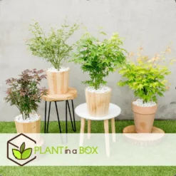 Assorti De 8 Erables Du Japon - Pot ⌀10 Cm - H.25-40cm (hauteur Pot Incluse) 6 Assorti De 8 Erables Du Japon - Pot ⌀10 Cm - H.25-40cm (hauteur Pot Incluse) -Atmospheraes Store 6421dd63e6f720.35493338