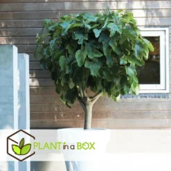 Set De 2 Ficus Carica - Pot ⌀9cm - H.25-40cm (hauteur Pot Incluse) -Atmospheraes Store 64233258b421e6.98737418