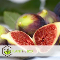 Set De 2 Ficus Carica - Pot ⌀9cm - H.25-40cm (hauteur Pot Incluse) -Atmospheraes Store 64233258cb75f1.63559053