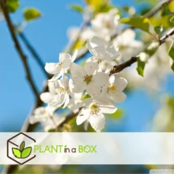 Assorti De 3 Arbres Fruitiers - Pot ⌀9cm - H.60-70cm (hauteur Pot Incluse) -Atmospheraes Store 64233269be5622.46374168