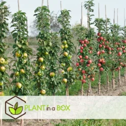 Assorti De 3 Arbres Fruitiers - Pot ⌀9cm - H.60-70cm (hauteur Pot Incluse) -Atmospheraes Store 64233269c23630.71500531