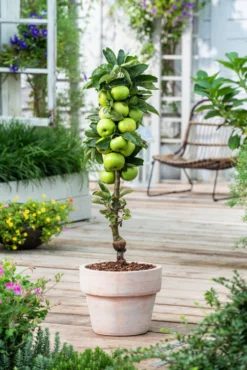 Assorti De 3 Arbres Fruitiers - Pot ⌀9cm - H.60-70cm (hauteur Pot Incluse) -Atmospheraes Store 64233269c9f391.24342059