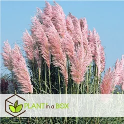 Cortaderia Selloana - Set De 3 - La Pampa - Rose - Pot 9cm - Hauteur 25-40cm -Atmospheraes Store 6426d369de0020.70880671
