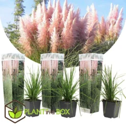 Cortaderia Selloana - Set De 3 - La Pampa - Rose - Pot 9cm - Hauteur 25-40cm -Atmospheraes Store 6426d369ed3477.62160885