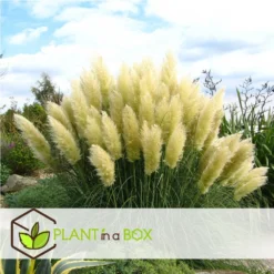 Cortaderia Selloana - Set De 3 - La Pampa - Blanc - Pot 9cm - Hauteur 25-40cm -Atmospheraes Store 6426d36bc2a668.31887290