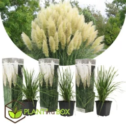 Cortaderia Selloana - Set De 3 - La Pampa - Blanc - Pot 9cm - Hauteur 25-40cm -Atmospheraes Store 6426d36bcbe739.61225323