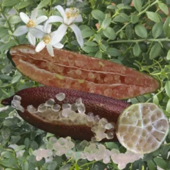 Citronnier Caviar Rose "citrus Australasica" Tailles:pot Rond De 5 Litres, Hauteur 60/80 Cm