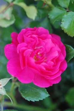 Rosier Décorosiers ? 'emera ?' - 2l