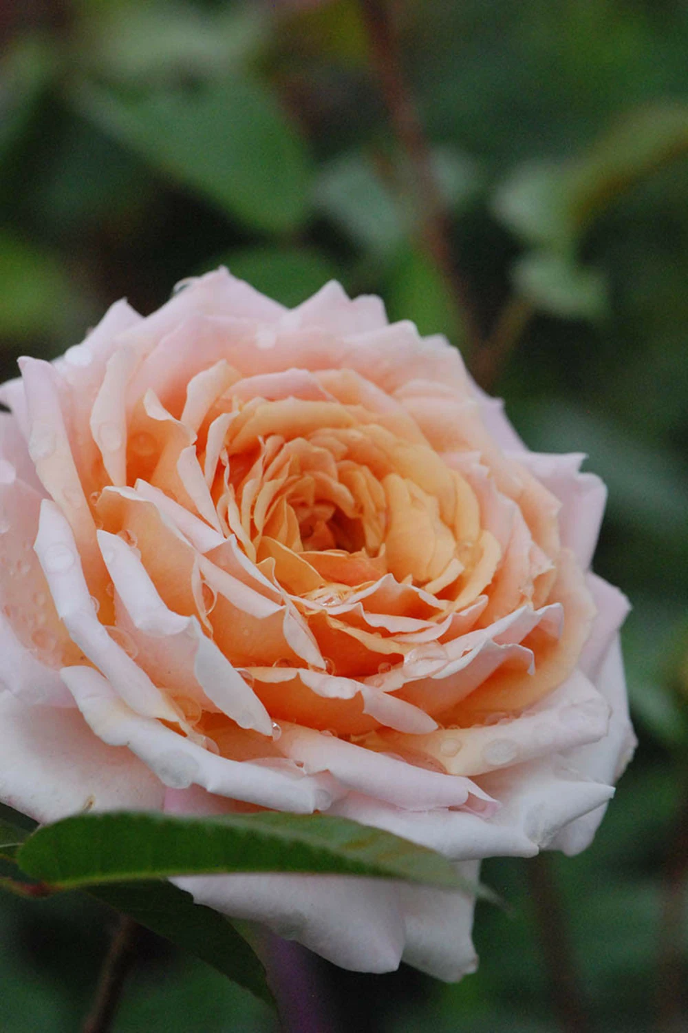Rosier 'grande Duchesse Louise' ? - 4l 1 Rosier 'grande Duchesse Louise' ? - 4l
