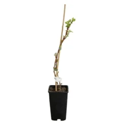 Framboisier 'heritage' - Rubus Idaeus 3l -Atmospheraes Store 6455137a8e6d74.71766285