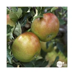 Pommier Cox Orange Pippin : Gobelet 3 Ans D'âg Ctr 12 Litres 7 Pommier Cox Orange Pippin : Gobelet 3 Ans D'âg Ctr 12 Litres -Atmospheraes Store 64581 005