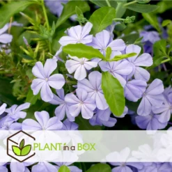 Plumbago Auriculata - Set De 6 - Grimpante Fleurie - Pot 9cm - Hauteur 25-40cm -Atmospheraes Store 64594c844e6b83.51847532