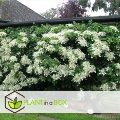 Hortensia Petiolaris - Set De 6 - Hortensia Grimpant - Pot 9cm - Hauteur 25-40cm -Atmospheraes Store 64594c8e465149.53064897