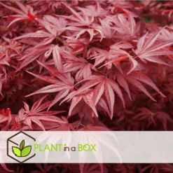 Acer Palmatum 'atropurpureum' - Set De 2 - Erable - Pot 19cm - Hauteur 60-70cm -Atmospheraes Store 64594fdc8bb888.54159068