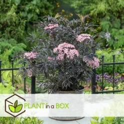 Sambucus Nigra 'black Lace' - Set De 4 - Pot 17cm - Hauteur 25-40cm -Atmospheraes Store 64594fe017ff58.54905189