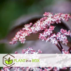 Sambucus Nigra 'black Lace' - Set De 4 - Pot 17cm - Hauteur 25-40cm -Atmospheraes Store 64594fe01c6815.60092599