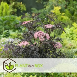 Sambucus Nigra 'black Lace' - Set De 4 - Pot 17cm - Hauteur 25-40cm -Atmospheraes Store 64594fe03806c9.54643939