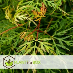 Atmospheraes Store -Atmospheraes Store 64594fe7601833.86126746