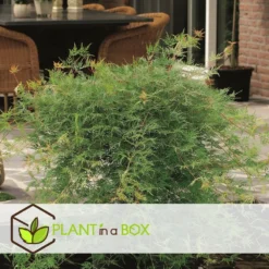 Acer Palmatum 'emerald Lace' - Set De 2 - Erable - Pot 19cm - Hauteur 60-70cm -Atmospheraes Store 64594fe76484d1.79791635