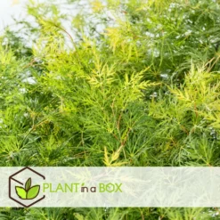 Acer Palmatum 'emerald Lace' - Set De 2 - Erable - Pot 19cm - Hauteur 60-70cm -Atmospheraes Store 64594fe7701380.01292774