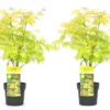 Acer 'orange Dream' - Set De 2 - Erable Japonais - Pot 19cm - Hauteur 60-70cm