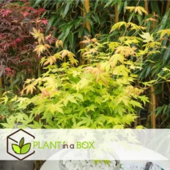 Acer 'orange Dream' - Set De 2 - Erable Japonais - Pot 19cm - Hauteur 60-70cm -Atmospheraes Store 64594fee93e6f8.30303969