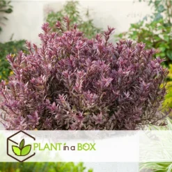 Hebe Pinguifolia - Mélange De 12 - Arbuste - Pot 10.5cm - Hauteur 15-20cm -Atmospheraes Store 6459500e64f3c6.09711097