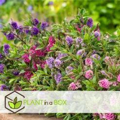 Hebe Pinguifolia - Mélange De 12 - Arbuste - Pot 10.5cm - Hauteur 15-20cm -Atmospheraes Store 6459500e708ff1.21350477