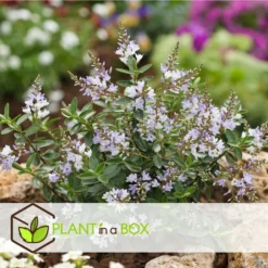 Hebe Pinguifolia - Mélange De 12 - Arbuste - Pot 10.5cm - Hauteur 15-20cm -Atmospheraes Store 6459500e849c88.75910708