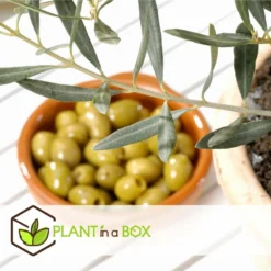 Olea Europaea - Oliviers - Pot 9cm - Hauteur 25-40cm -Atmospheraes Store 6459501218bf44.03120983